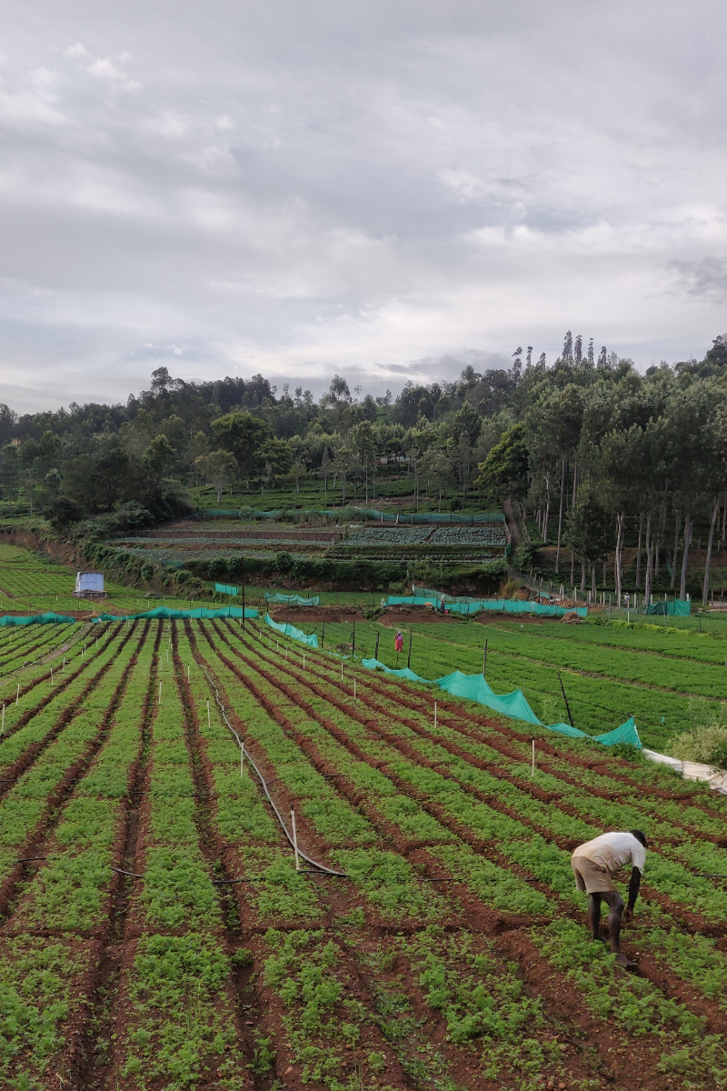 A farmer at work